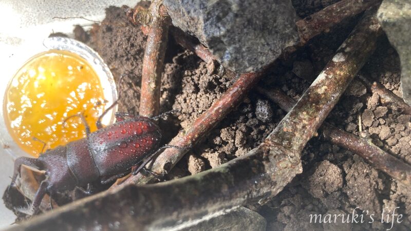 飼育カゴの中で昆虫ゼリーを食べるクワガタを観察する地方暮らしの夏