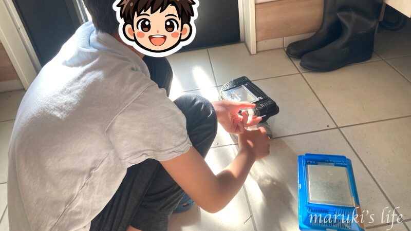 飼育カゴを覗き込んでクワガタのお世話をする男の子