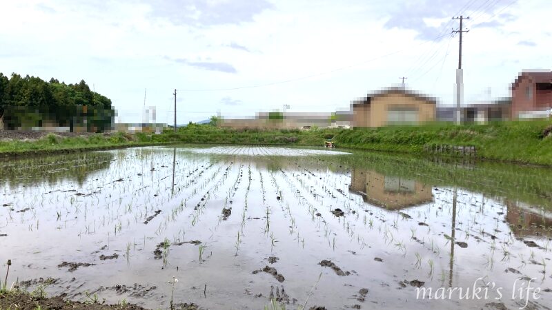 水の張られた田んぼの全景