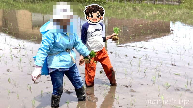 義母と息子が並んで田んぼを歩く