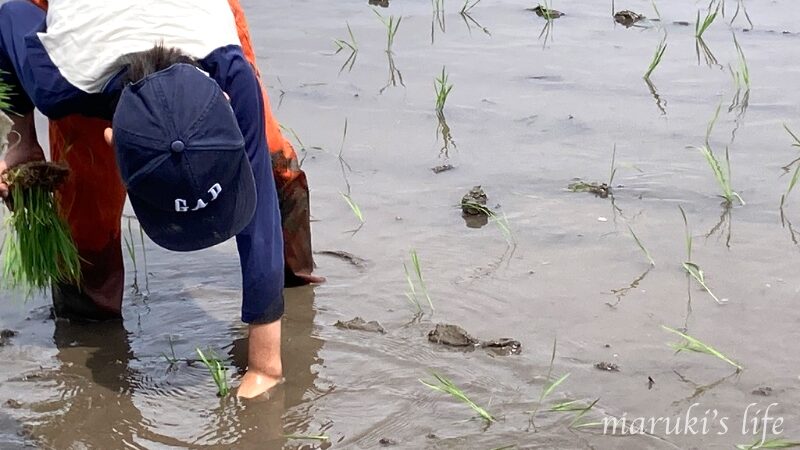 泥の中に苗を一本一本手植えしている
