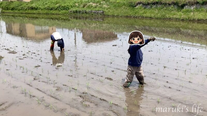 田んぼの中で田植え作業をする子どもたち