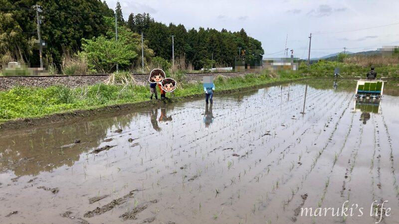 田んぼで田植え作業をする家族の様子